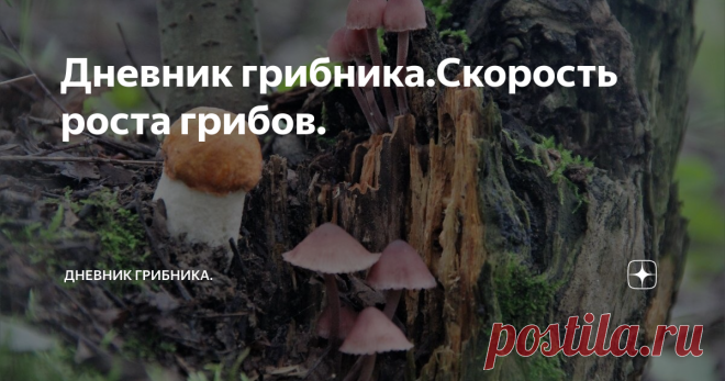 Дневник грибника.Скорость роста грибов. Видео ,как растет белый гриб.