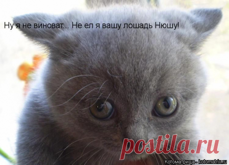 Юмористическая котоматрица