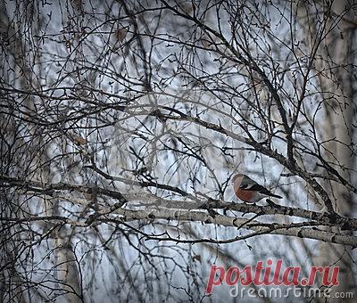 Stock Photos, Royalty-Free Images & Video Footage By Dreamstime Stock Photography