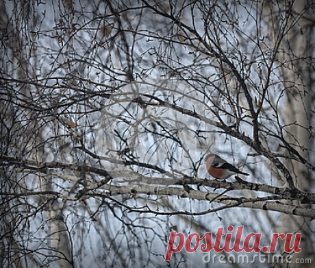 Stock Photos, Royalty-Free Images & Video Footage By Dreamstime Stock Photography