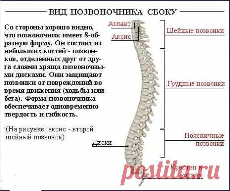 Как исправить осанку (силовые упражнения)