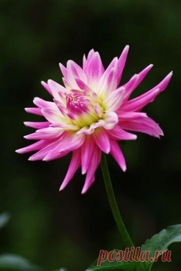 Пин на доске яГЕОРГИН