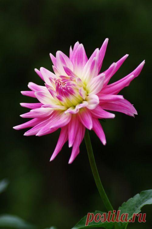 Пин на доске яГЕОРГИН