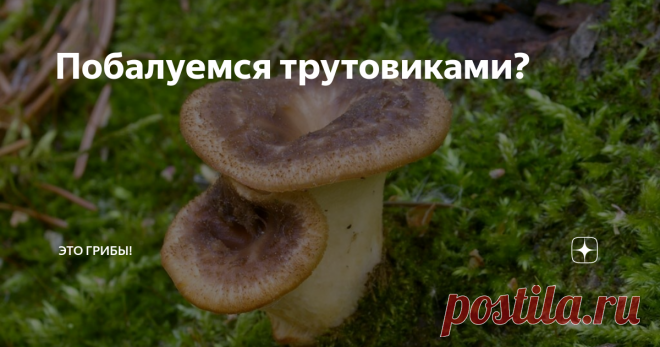 Побалуемся трутовиками? О чем думает человек, когда видит в окно, как на чуть припорошенной улице угрюмые рабочие монтирую муляж елки? О грибах, разумеется. И это не в том контексте, где солдат и кирпич, а вполне осмысленно. Судите сами: вслед за Новым Годом всегда наступает Восьмое Марта, а там уж и до Первого Мая рукой подать. О чем, кроме грибов, прикажете тут думать?
Крошечную микростому можно было бы снять и