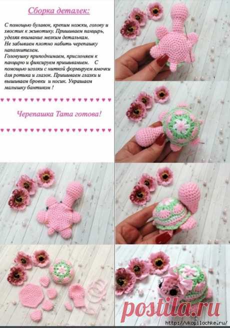 Черепашка крючком: описание