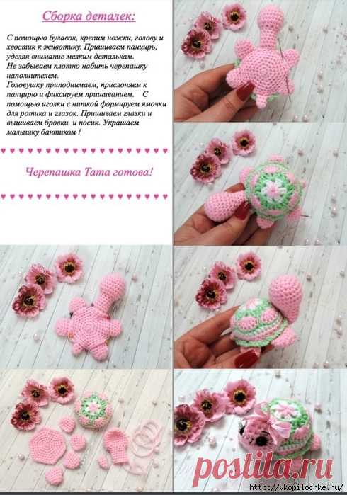 Черепашка крючком: описание