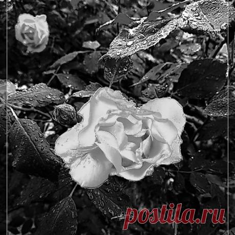 Photo by 👍💔  фотография для людей  ♢☢ on June 10, 2020. На изображении может находиться: растение, цветок, природа и на улице