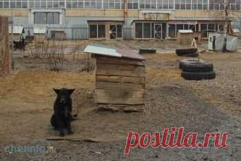 Два самых крупных приюта Череповца закрыли прием бездомных животных из-за отсутствия кормов | Все о наших питомцах