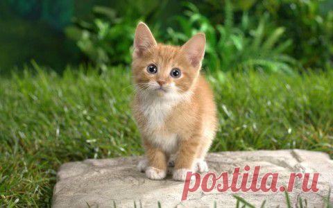 Денежные законы | Интересное из