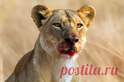 Львица убила смотрительницу зоопарка и сбежала с партнером-самцом. В иранском городе Эрак львица убила смотрительницу зоопарка во время кормления и сбежала с партнером-самцом. 40-летняя женщина по фамилии Эсфандани кормила львов через специальное окно в вольере. В какой-то момент хищники неожиданно открыли клетку и вырвались наружу. Самка напала на сотрудницу зоопарка и убила ее.