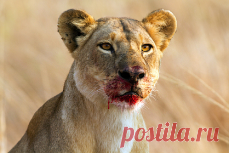 Львица убила смотрительницу зоопарка и сбежала с партнером-самцом. В иранском городе Эрак львица убила смотрительницу зоопарка во время кормления и сбежала с партнером-самцом. 40-летняя женщина по фамилии Эсфандани кормила львов через специальное окно в вольере. В какой-то момент хищники неожиданно открыли клетку и вырвались наружу. Самка напала на сотрудницу зоопарка и убила ее.