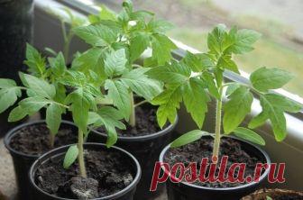 Рассаду помидоров поливают раствором йода для более быстрого роста (1 капля на три литра). После применения этого раствора рассада зацветёт быстрее, а плоды будут крупнее. Может йод защитить помидоры и от фитофторы. Для этого Вам понадобятся несколько капель йода и 250 грамм молока, смешайте их с 1 литром воды.

Раствор - одна капля йода на три литра воды, этим йодным раствором надо один раз полить рассаду томатов. От этого увеличиться продуктивность и будут побольше плоды...