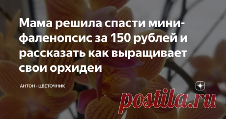 Мама решила спасти мини-фаленопсис за 150 рублей и рассказать как выращивает свои орхидеи Сам я орхидеи не выращиваю, хотя после одной статьи желание такое появилось. Но у мамы ими заставлен целый подоконник. Она приобрела себе еще одну мини-орхидею и рассказала, что же делает для того, чтобы добиться такого шикарного цветения.