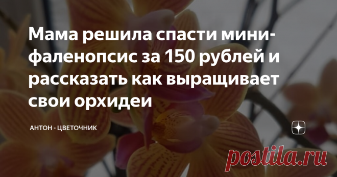 Мама решила спасти мини-фаленопсис за 150 рублей и рассказать как выращивает свои орхидеи Сам я орхидеи не выращиваю, хотя после одной статьи желание такое появилось. Но у мамы ими заставлен целый подоконник. Она приобрела себе еще одну мини-орхидею и рассказала, что же делает для того, чтобы добиться такого шикарного цветения.