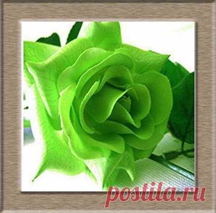 Amazon.com : 1 Professional Pack, Approx 50 Seeds / Pack, Rare Amazingly Beautiful Black Rose Flower with Red Edge Seedling Seed : Patio, Lawn & Garden