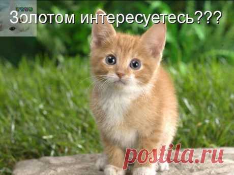 Котенок не может достать свою игрушку. Мама-кошка спешит на помощь! 

Бытует мнение, что коши — существа неосознанные, ведомые исключительно инстинктами. 
Однако главные герои видео ниже, мама и ее очаровательный малыш, доказывают, что у усатых даже есть свой язык. 
К…