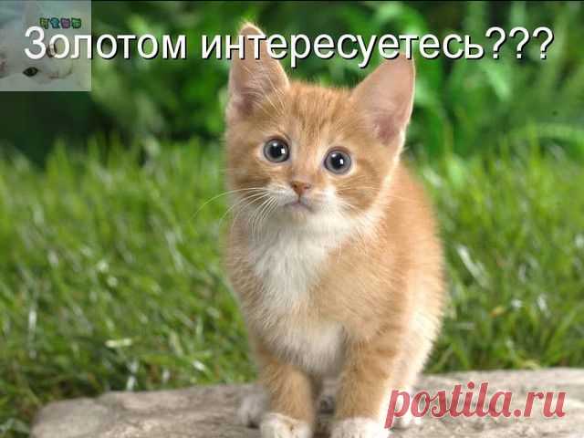 Котенок не может достать свою игрушку. Мама-кошка спешит на помощь! 

Бытует мнение, что коши — существа неосознанные, ведомые исключительно инстинктами. 
Однако главные герои видео ниже, мама и ее очаровательный малыш, доказывают, что у усатых даже есть свой язык. 
К…