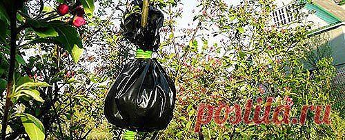 Почти в каждом саду есть любимая яблоня, название сорта которой давно забыто, а яблоки такие вкусные, что хочется сохранить дерево на долгие года. Как же это сделать? Яблоня все стареет и стареет, а прививка черенка на подвой — не самое простое дело, далеко не у всех получается. Выход есть!

Оказывается, получить свой собственный сортовой саженец можно и без прививки. Для этого применяют древний, незаслуженно забытый и при этом удивительно простой способ размножения плодов...