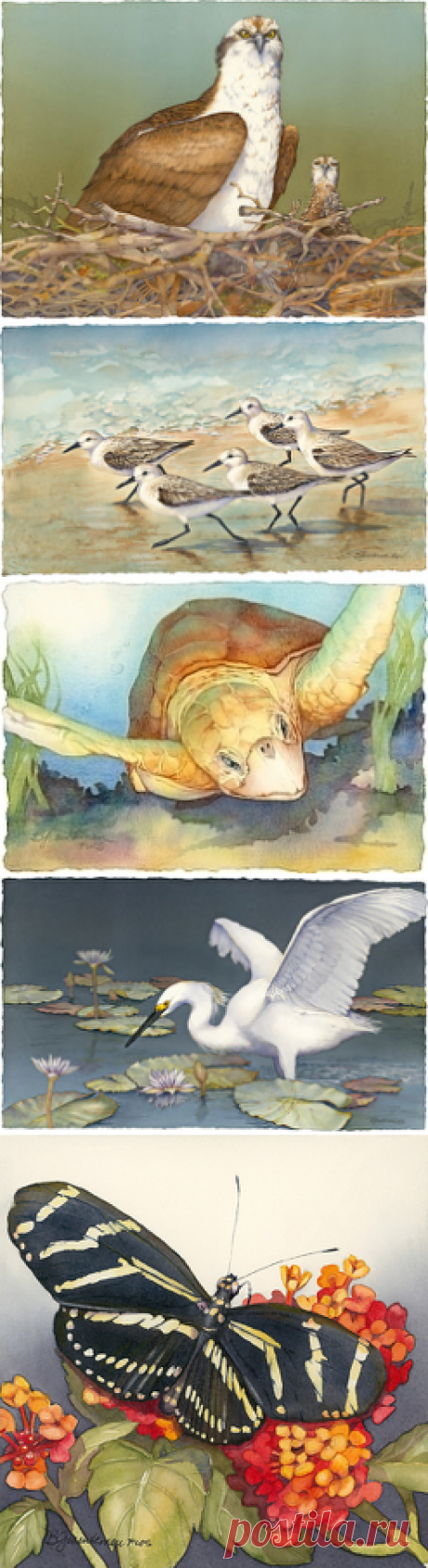 Barbara Groenteman - Portfolio of Works: Wildlife