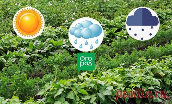 Как спасти урожай от погодных катаклизмов: 4 стратегии для любой погоды | Почва и плодородие (Огород.ru)