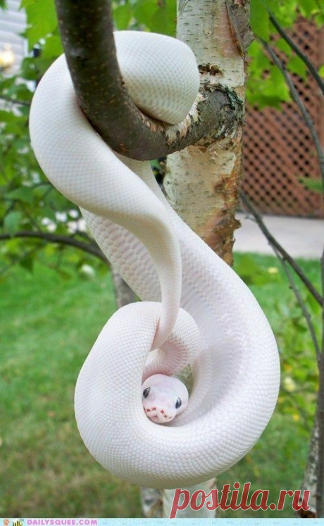 Fantásticas natureza animal fotografias