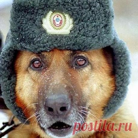Собаки на службе Собаки давно уже стали незаменимыми помощниками для военных, полицейских, спасателей и сотрудников многих других служб. Они неоднократно доказывали, что могут успешно выполнить любую поставленную пере...
