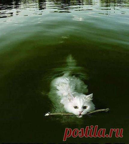 Идут годы, а я всё боюсь рассказать моему коту, что он не собака..))