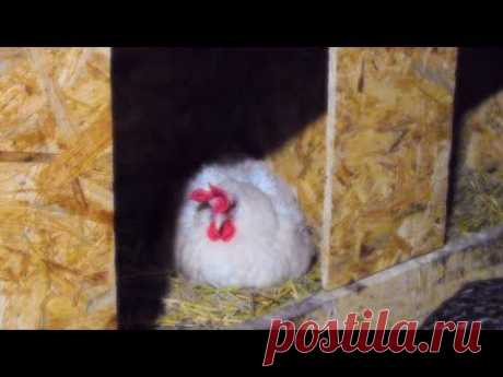 КУРЫ НЕСУТСЯ🐔 ДАЖЕ КОГДА СОВСЕМ ХОЛОДНО⛄! МЫ КОРМИМ ТОЛЬКО ЗЕРНОМ🌾Пробиотики для птиц.
