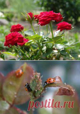 Как бороться с вредителями и болезнями роз