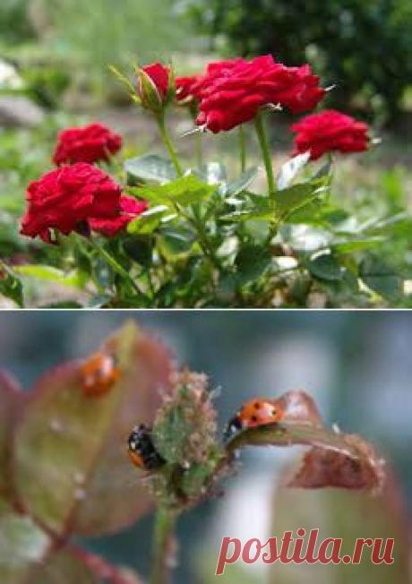 Как бороться с вредителями и болезнями роз