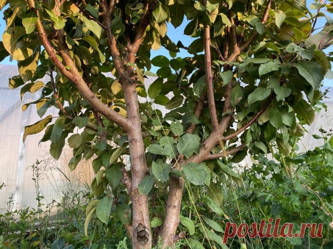 Как правильно обрезать яблоню осенью, чтобы не лишиться части урожая на следущий год или вообще самого дерева | САДОВОДУС | Яндекс Дзен