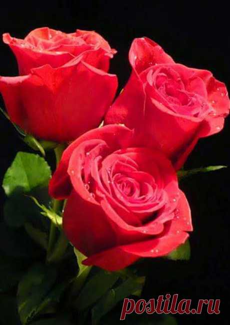 Flowers – Google+