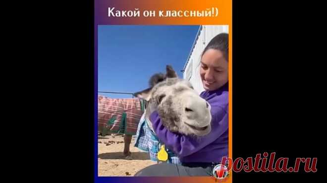 Даже ослики кайфуют!