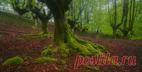 Фантастический лес