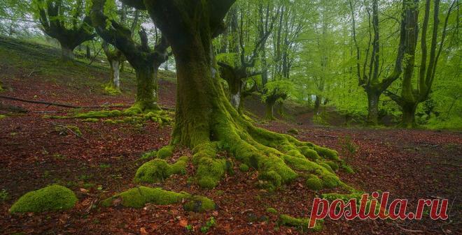 Фантастический лес