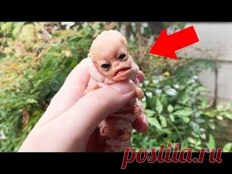 10 Существ с Человеческим Лицом, Снятых На Камеру ч.2
