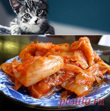 Закатка, соленье, соленья, закатка на зиму, статьи о закатке, статьи о соленьях, рецепты закатки, рецепты солений, закатка стать, соленья статьи - myhauze.ru