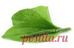 Листья подорожника для здоровья и красоты | Подружки