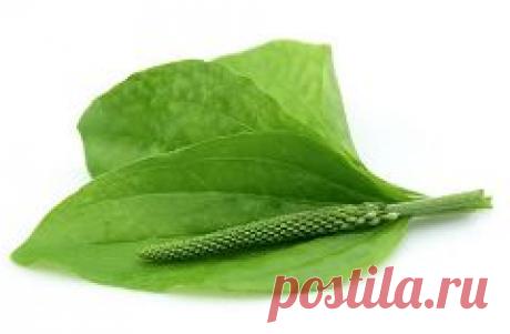 Листья подорожника для здоровья и красоты | Подружки