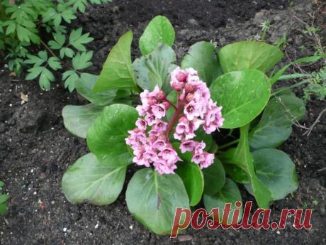 Какие цветы посадить в тени