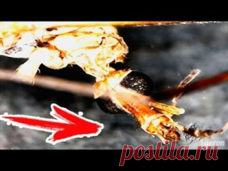 Описание и фото комара под микроскопом