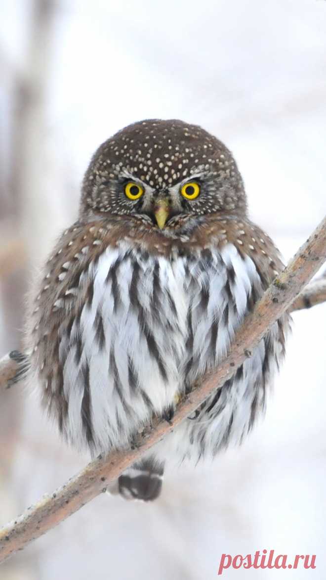 Download Wallpaper 1080x1920 owl, branch, winter, bird Sony Xperia Z1, ZL, Z, Samsung Galaxy S4, HTC One HD Background