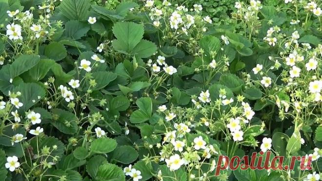 Борная кислота - главный секрет супер урожая клубники!