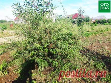 Обрезка, черенкование и укоренение спиреи – пошаговый мастер-класс с фото | Деревья и кустарники (Огород.ru)