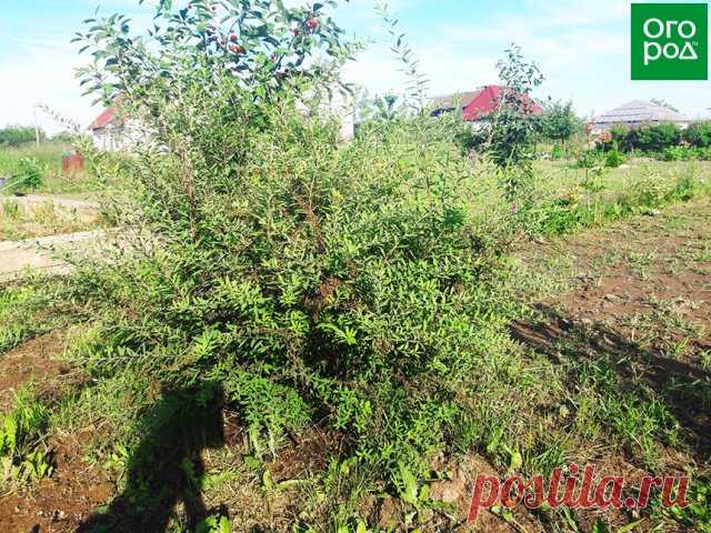 Обрезка, черенкование и укоренение спиреи – пошаговый мастер-класс с фото | Деревья и кустарники (Огород.ru)