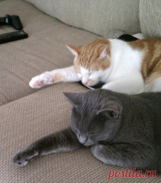 Синхронные коты &bull;  НОВОСТИ В ФОТОГРАФИЯХ