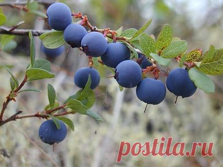 Голубика Бонус (Bonus): посадка и уход, выращивание, опылители, особенности размножения.