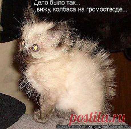 Без кота и жизнь не та