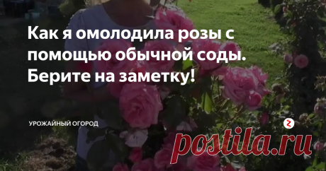 Как я омолодила розы с помощью обычной соды. Берите на заметку! Добрый день, огородники и садоводы! Если вы любите розы на вашем участке также, как и я, тогда этот совет придется вам по душе. Я расскажу, как у меня получилось омолодить кусты роз с помощью обычный соды.
Подписывайтесь на Урожайный огород! Каждый день - новые полезные статьи. Ставьте палец вверх, оставляйте комментарии
После такого мини-лечения розы у меня начали образовывать новые побеги, стали