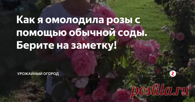 Как я омолодила розы с помощью обычной соды. Берите на заметку! Добрый день, огородники и садоводы! Если вы любите розы на вашем участке также, как и я, тогда этот совет придется вам по душе. Я расскажу, как у меня получилось омолодить кусты роз с помощью обычный соды.
Подписывайтесь на Урожайный огород! Каждый день - новые полезные статьи. Ставьте палец вверх, оставляйте комментарии
После такого мини-лечения розы у меня начали образовывать новые побеги, стали